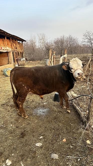 кошки жалал абад: Сатам | Бука (эркек) | Аргын | Бордоп семиртүү үчүн | Байланган — 7