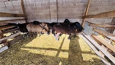 кавказский овчарка цена: Продаю | Овца (самка) | Для разведения | Племенные — 3