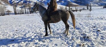 курцхаар купить бишкек: Сатам | Жылкы (эркек) | Аргын | Жумушка — 1