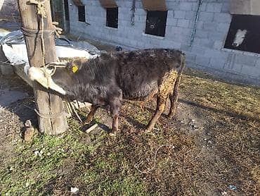 Ветеринар кызматы: Сатам | Музоо | Аргын | Бордоп семиртүү үчүн — 4