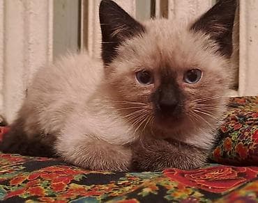 купить сиамских котят: Сиамские котята с голубыми глазами - Окрасы колор-пойнт: светлое тело — 5