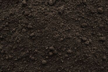 купить саженцы роз в бишкеке: В тоннах, Бесплатная доставка, Платная доставка, Портер, Зил, Камаз — 5