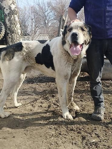 сенбернар бишкек: Кабель возраст 4,5 года холка 94 супертяж чемпион Кыргызстана и — 3