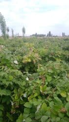 сколько стоит аренда земли сельхозназначения: 15 соток, Для строительства, Красная книга — 3