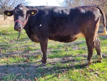 Продаю | Тёлка | Швицкая, Симментальская | Для молока | Стельные, Искусственник, Нетель