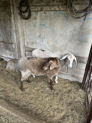ечки кой: Продаю | Овца (самка), Баран (самец) — 2