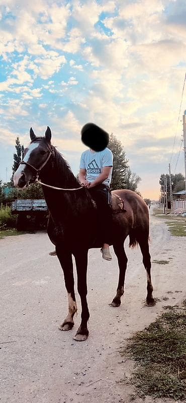 кабыла с жеребенком: Продаю | Жеребец — 5