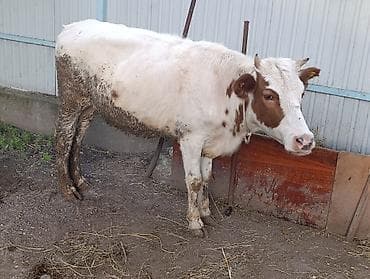 куна: Продаю | Корова (самка), Тёлка, Музоо, торпок | Алатауская | Для разведения — 3