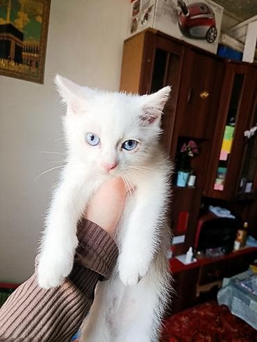 кошка с разными глазами: Као-мани, 4 месяца, Мальчик, Белый, Метис, Приучена к лотку, Проглистована — 5