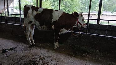 уй сатылат бишкек 2022: Сатам | Уй (ургаачы), Бука (эркек), Кунаажын | Швиц, Симментал | Бордоп семиртүү үчүн, Союуга, Көбөйтүү үчүн — 3