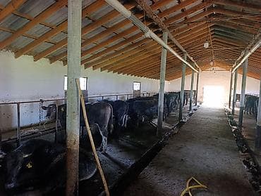 сельскохозяйственные животные продажа: Продаю | Бык (самец) | На откорм | Привязанные — 2