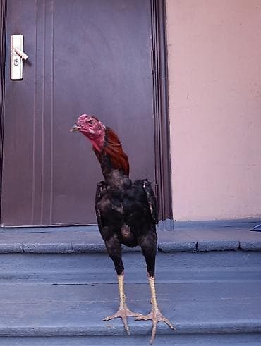 черная курица: Продаю | Петух | Бойцовая | Для разведения — 2