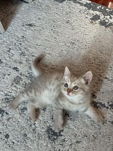 кошка шиншила: Скотиш Страйт (Шотландская прямоухая), 1 месяц, Мальчик, Приучена к лотку — 5