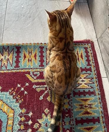 бенгал: Бенгальская кошка Отдам своего питомца, зовут Марго, родилась 14 — 4