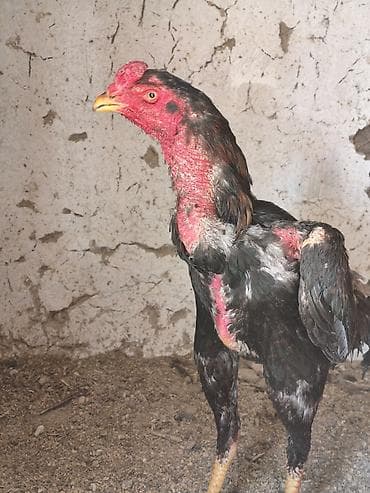 чу шамо: Продаю | Петух | Бойцовая | Для разведения — 1