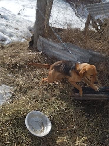 Отдам даром собаку: Салам алейкум жамат учул ИТ ургачы сатылат жашы 1 жаштан Ашты рабочий — 6