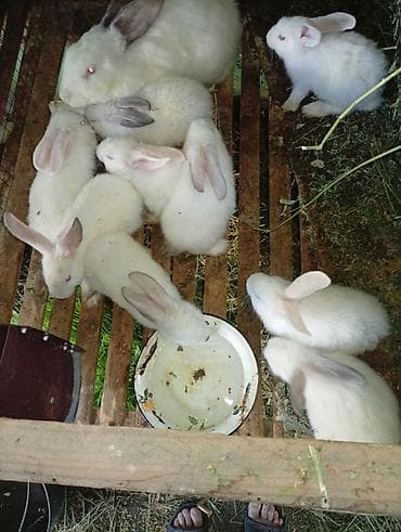 Продаю | Крольчата | Калифорнийская | Для разведения — 5
