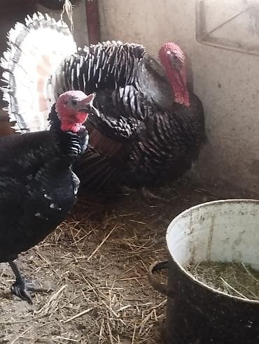 птица голубь: Продаю гусей.2.5.сом.порода Линда и Губернаторские. индюки — 7