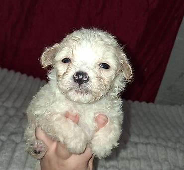 домашные животные: Пудель, 1 месяц, Самец — 2