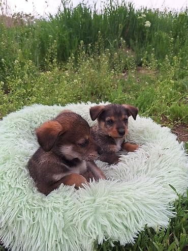 щенки лабрадоры: Щенки метисы, помёт разнопёстрый. Компактные, короткошёрстные с — 1