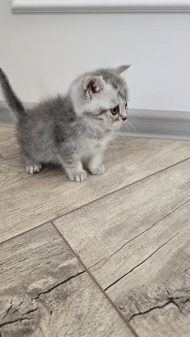 американская жесткошёрстная кошка: Шотландский короткошёрстный котенок Приучены к лотку и сам — 5