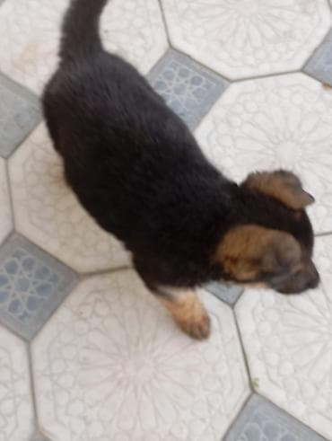 немецкая овчарка собака: Щенок Немца сука 1,5 месяца — 1