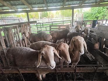 ко шомо: Продаю | Баран (самец) | Полукровка — 2