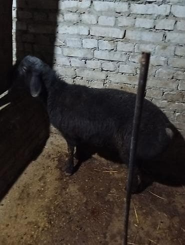 Продаю | Овца (самка) | Для разведения | Матка at lalafo.kg Продаю | Овца (самка) | Для разведения | Матка