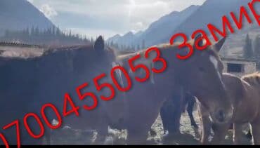 ат жаныбар: Сатам | Бээ (ургаачы), Жылкы (эркек) | Союуга, Көбөйтүү үчүн, Ат спорту | Асыл тукумдуу, Жасалма жол менен боозутуу — 2