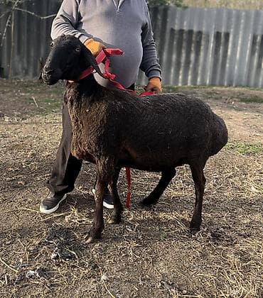 жаны асый: Сатам | Ургаачы кой (ургаачы) | Арашан | Көбөйтүү үчүн | Бооз — 1