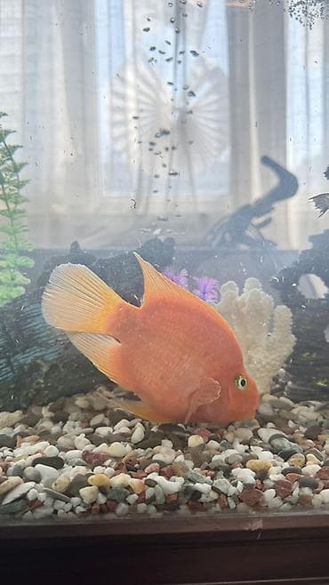 Аквариумные рыбы - Пара ярко-оранжевых цихлид «попугай» (Parrot