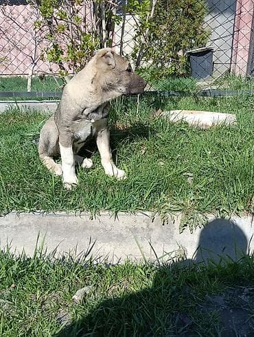 собаки вязка: Алабай, 3 месяца, Самка, С прививкой, С родословной — 3