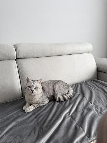 котенок рэгдолл купить: Вязка!!! Не продажа!! Бишкек! Тунгуч! Шотландская прямоухая — 4
