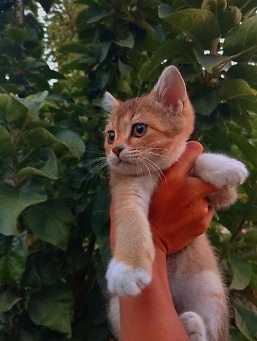 животные кошка: Британская короткошёрстная, 3 месяца, Девочка, Золотая шиншилла, Приучена к лотку, Проглистована — 1