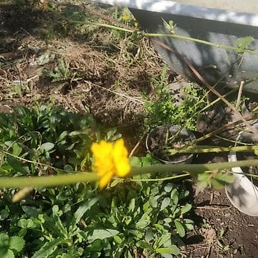 саженцы пионы: Саженцы декоративных кустарников и многолетников в контейнерах. В — 5