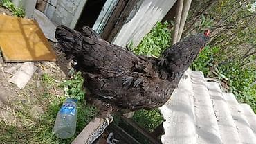 продам курей: Продаю | Куры | Домашняя | Несушки — 1