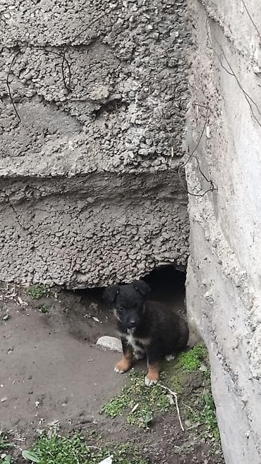 sobaka dog: Щенки, 4 шт: 2 девочки и 2 мальчика, ищут новый дом - Милые — 5