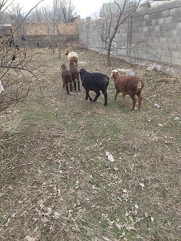 Баран, овца: Продаю | Баран (самец) | Арашан | Для разведения | Матка — 3