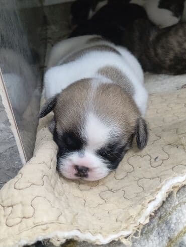 купить щенка французского бульдога: Бульдог, 1 айлык, Эркек — 8