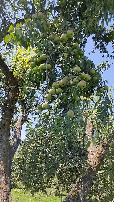 груш: Продается груша талгаркана 8-10 Га земли в совхозе алатоо. Цена 70 сом — 4