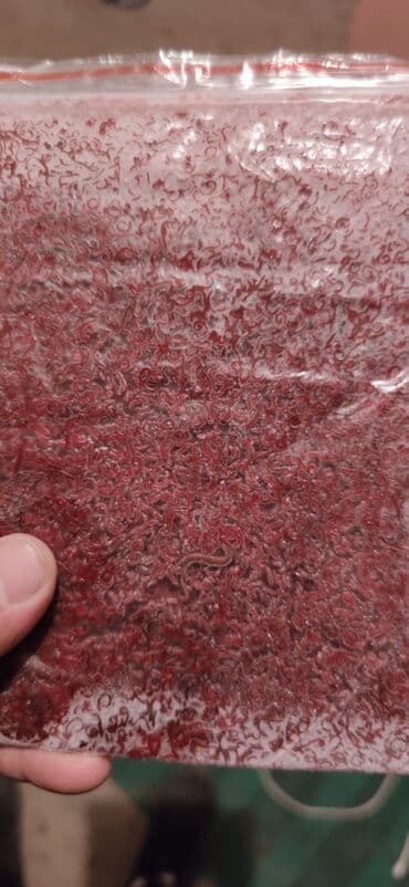 чон аттар: Свежий мотыл . по 800c. 20кг. 50кг. по750c100кг. Только — 1