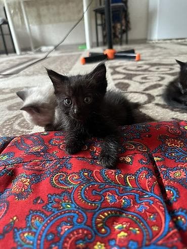 бекер мышык: Котята, помёт из трёх малышей: - Окрас: два черных, один светлый — 3
