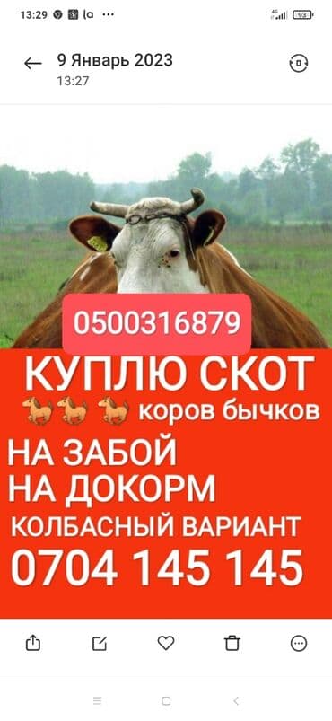 дойные козы: Сатып алам | Уйлар, букалар, Жылкылар, аттар | Күнү-түнү, Бардык шартта, Союлган — 1