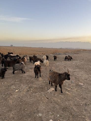 куда можно отдать кошку в бишкеке: Продаю | Коза (самка), Козёл (самец), Козлёнок | Полукровка | Для разведения — 5