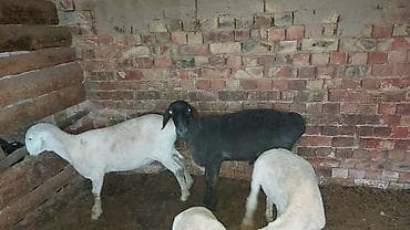 Башка жаныбарлар: Сатам | Кочкор (эркек) | Союуга | Бычылган — 10