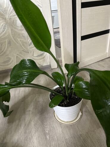 искусственные цветы оптом бишкек: Комнатные растения Цена за каждый цветок по вопросам звоните по номеру — 6