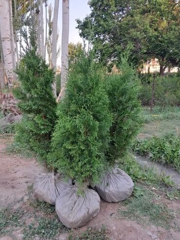 экологически чистые матрасы: Саженцы деревьев: Туи, Бесплатная доставка — 4