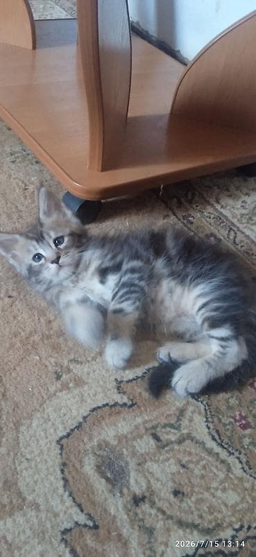 Животные: В честь каникул — распродажа! Чистокровные котята Мейн-Кун ❤️. В — 1