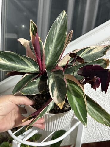 жук ош бишкек: Комнатные растения в подарочном оформлении - Живые цветущие и — 7