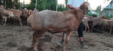 Продаю | Баран (самец) | Для разведения — 1